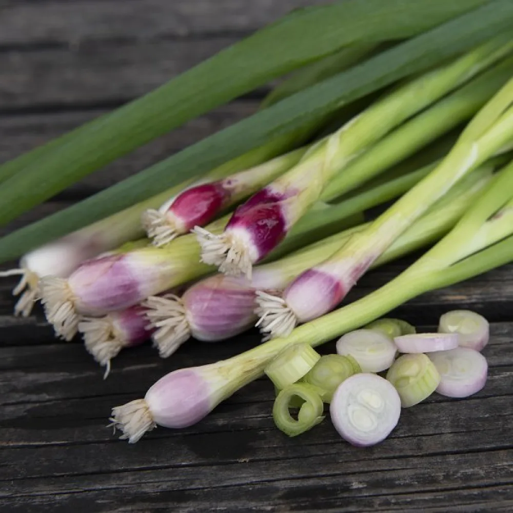 Kevätsipuli 'Red Toga'