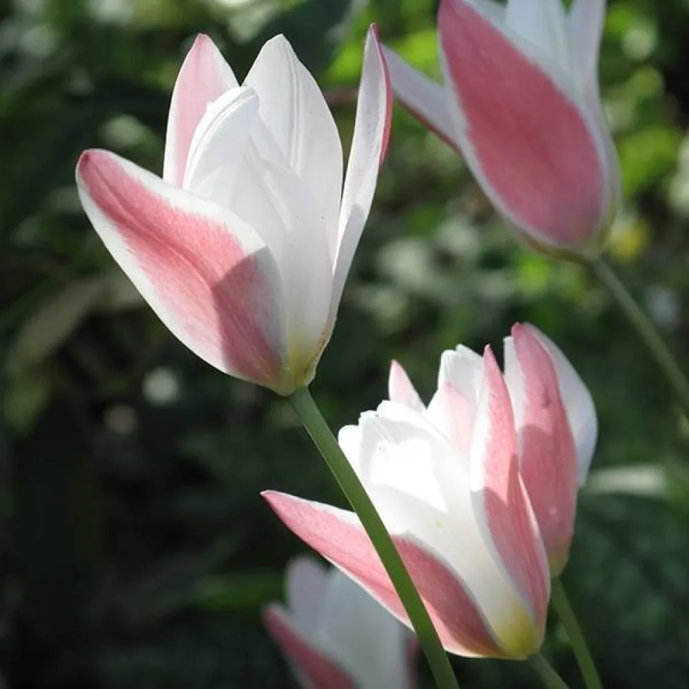 Tulppaani 'Lady Jane'