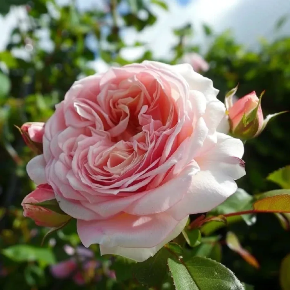 Ruusu 'Pink Flame'
