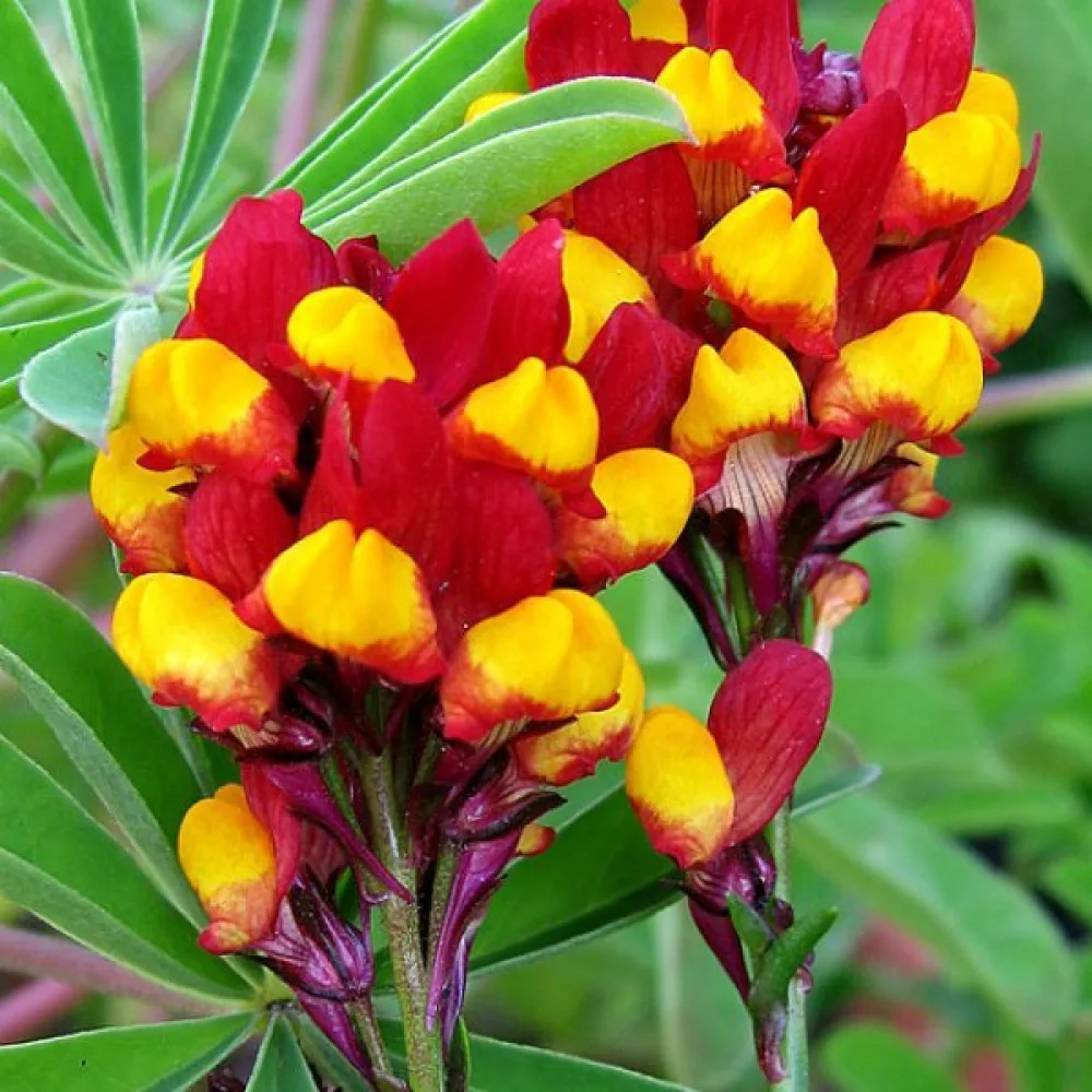 Kannusruoho 'Aureopurpurea'