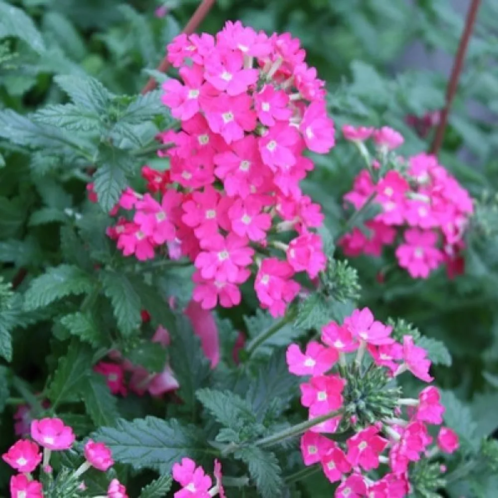 Tarhaverbena, magenta