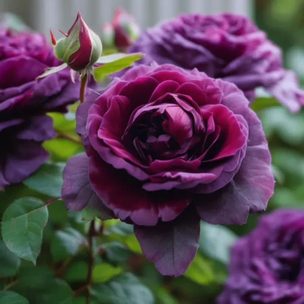 Ruusu 'Magenta Temptation' – paljasjuurinen
