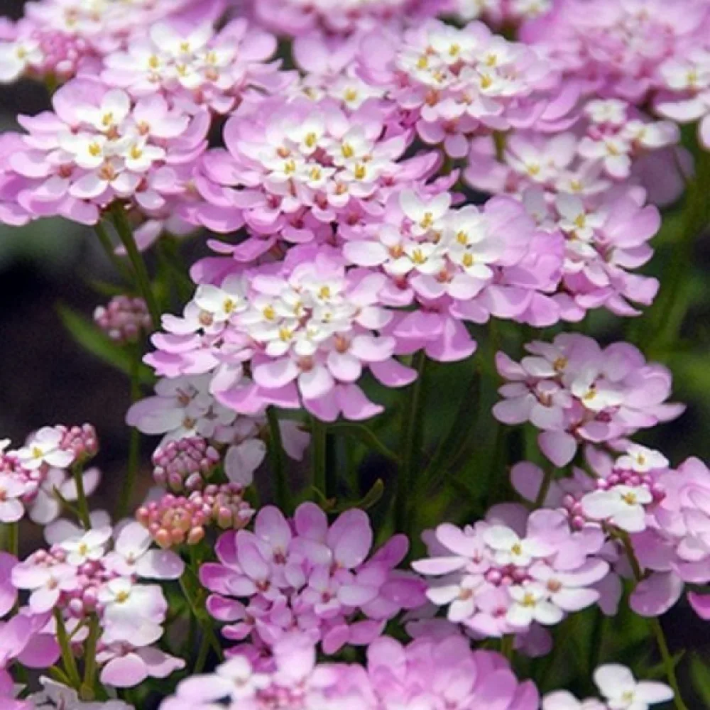 Sarjaiberis 'Rose Cardinal' – kirkkaanroosa