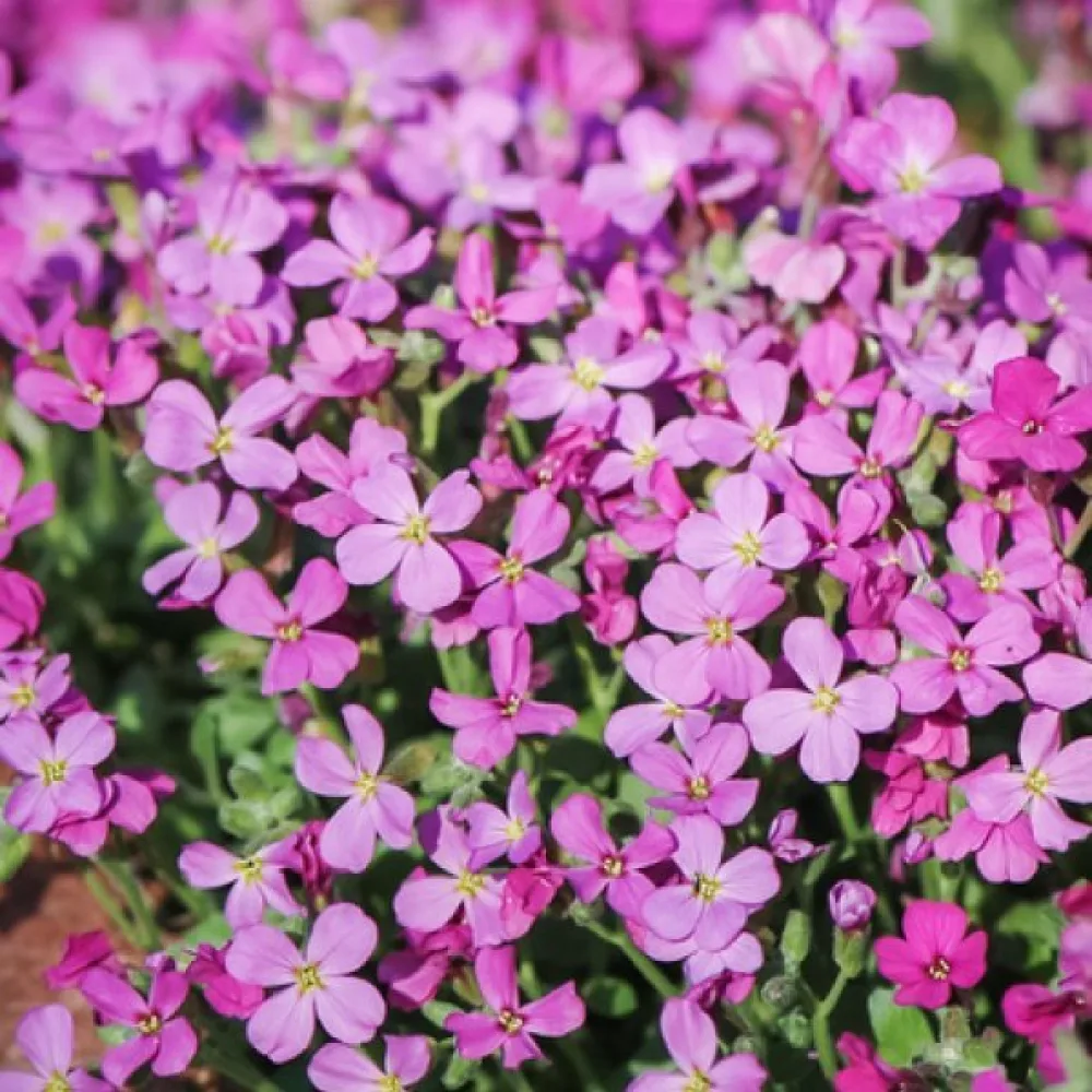 Aubrietia 'Leichtlinii'