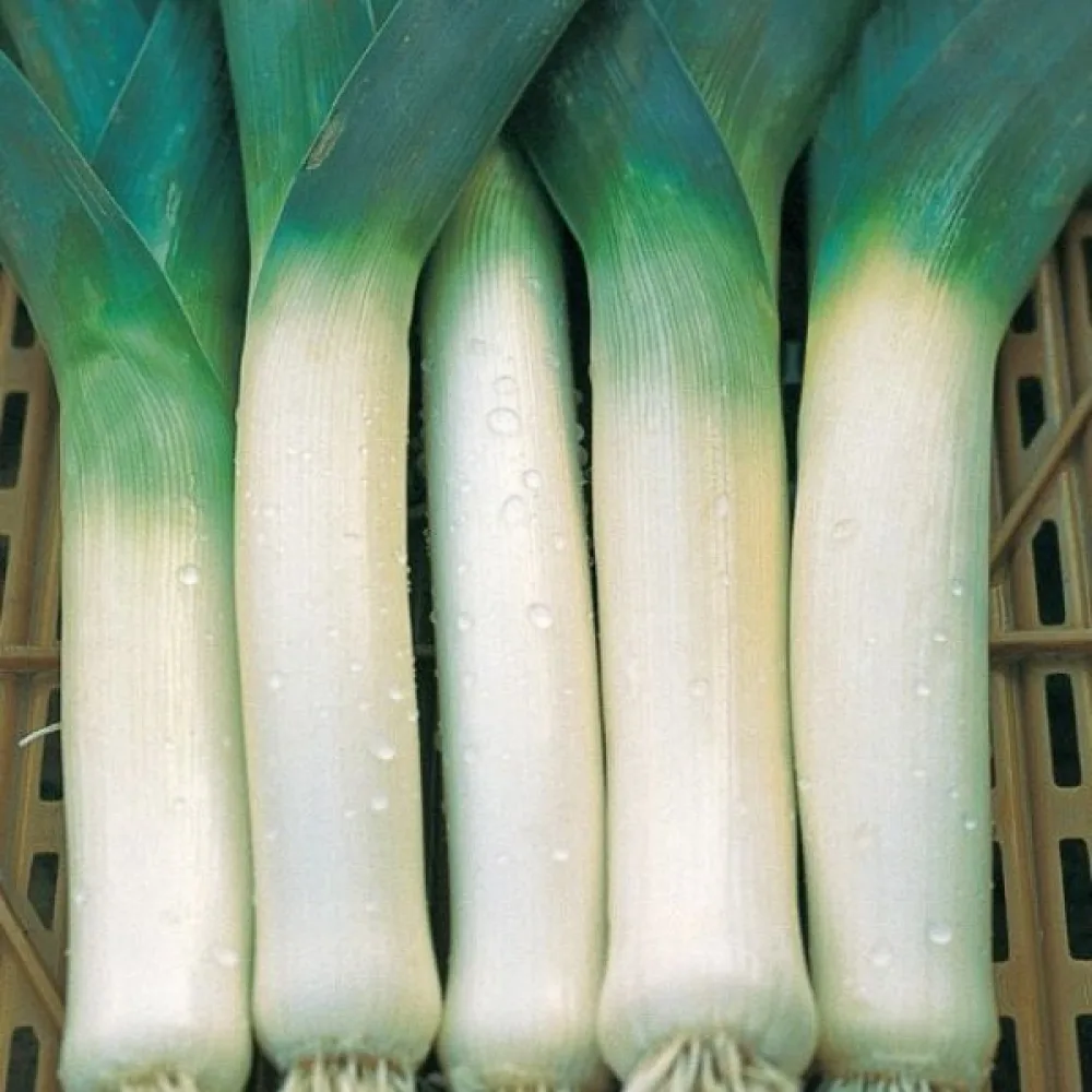 Purjo 'Blue Solaise'