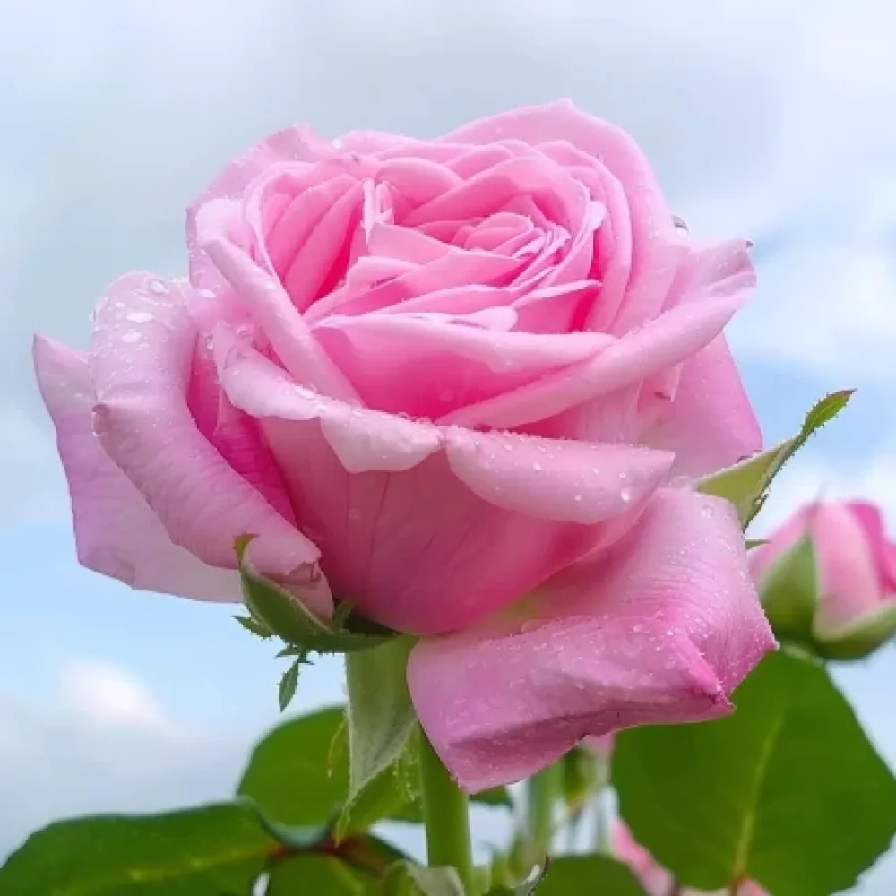 Ruusu 'Dream in Pink' – paljasjuurinen