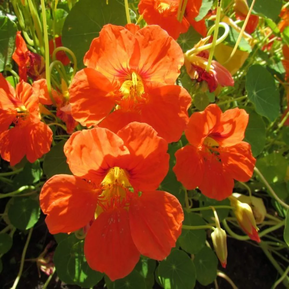 Köynnöskrassi 'Tip-Top Orange'