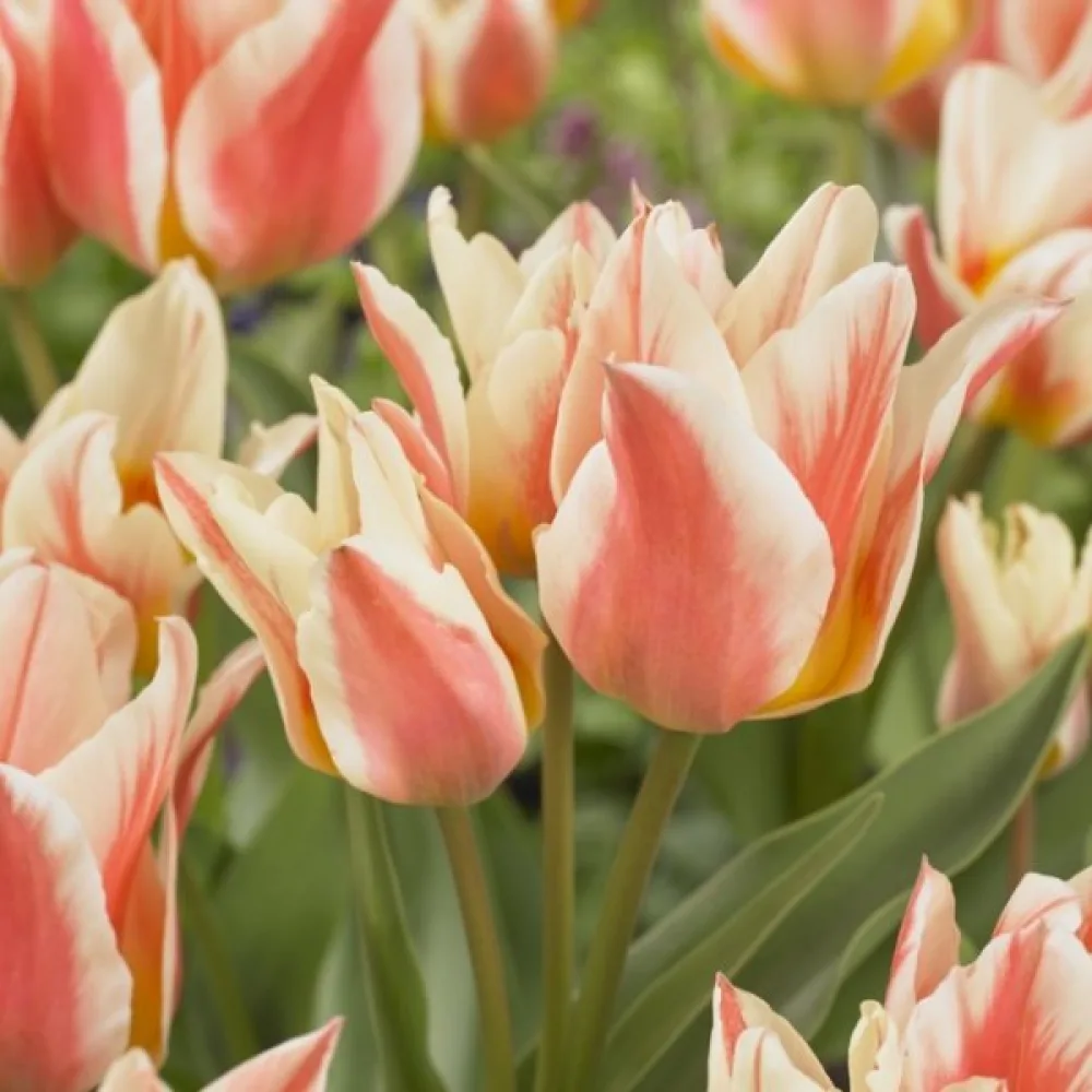 Tulppaani 'Quebec'