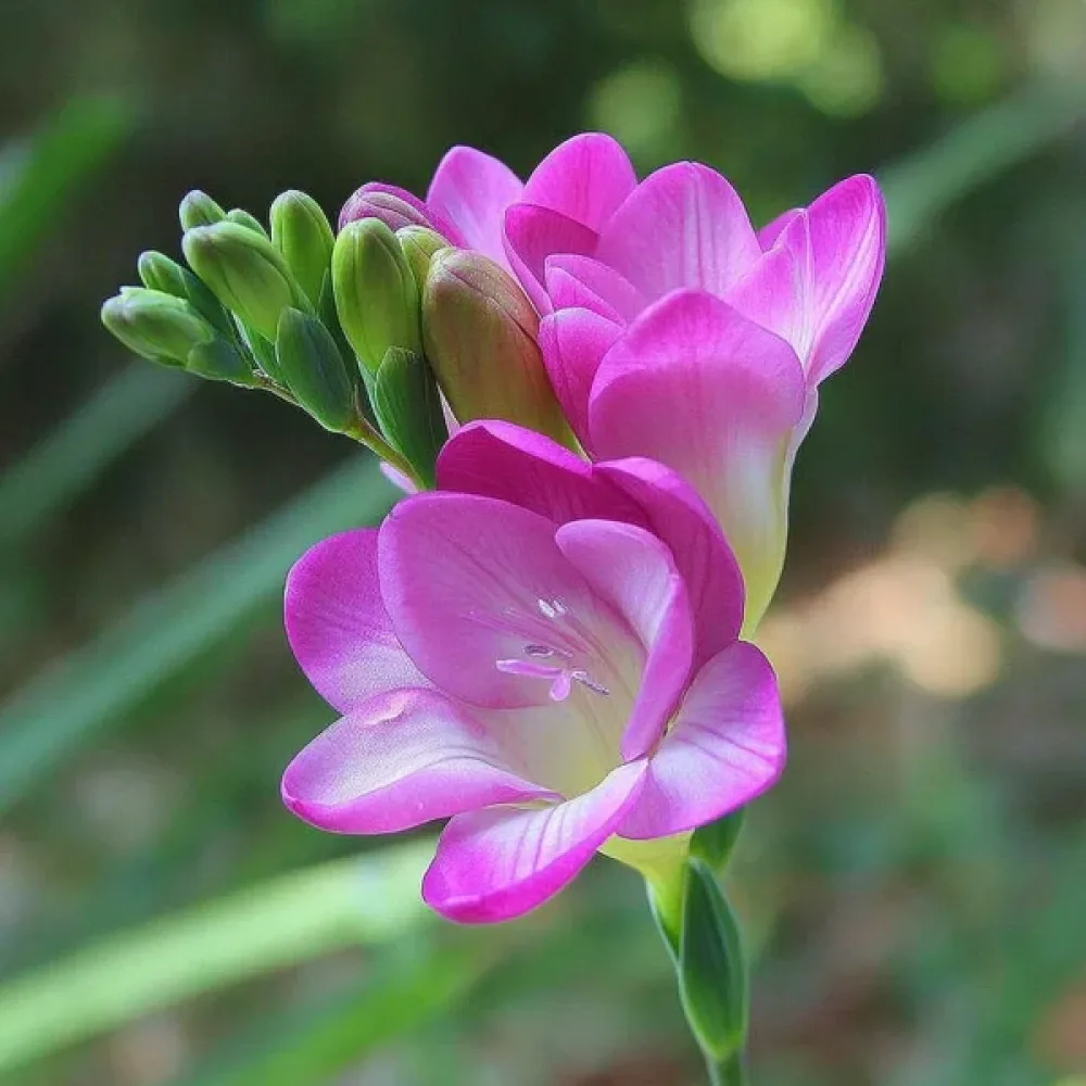 Freesia 'Pink Single'