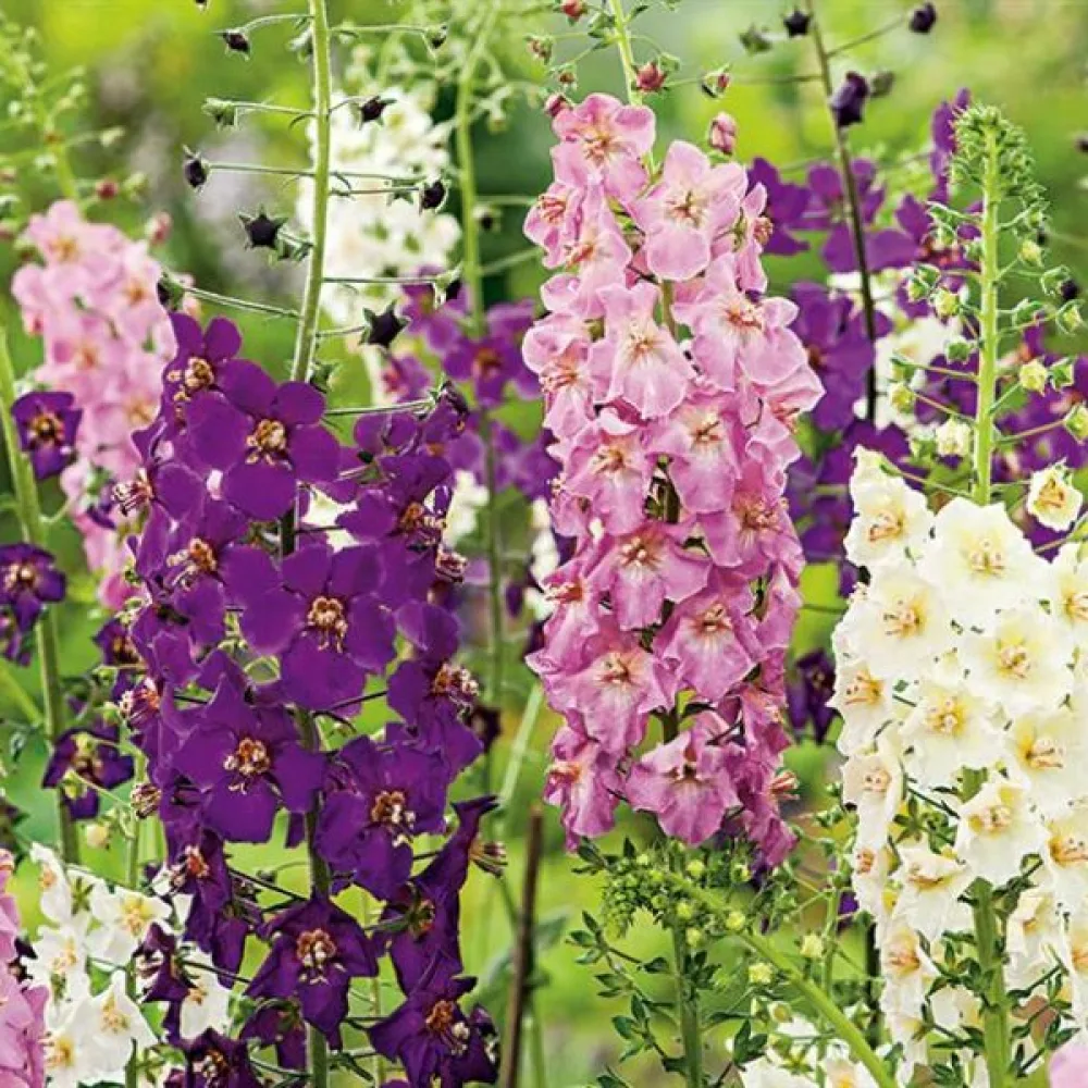 Purppuratulikukka (sekoitus)