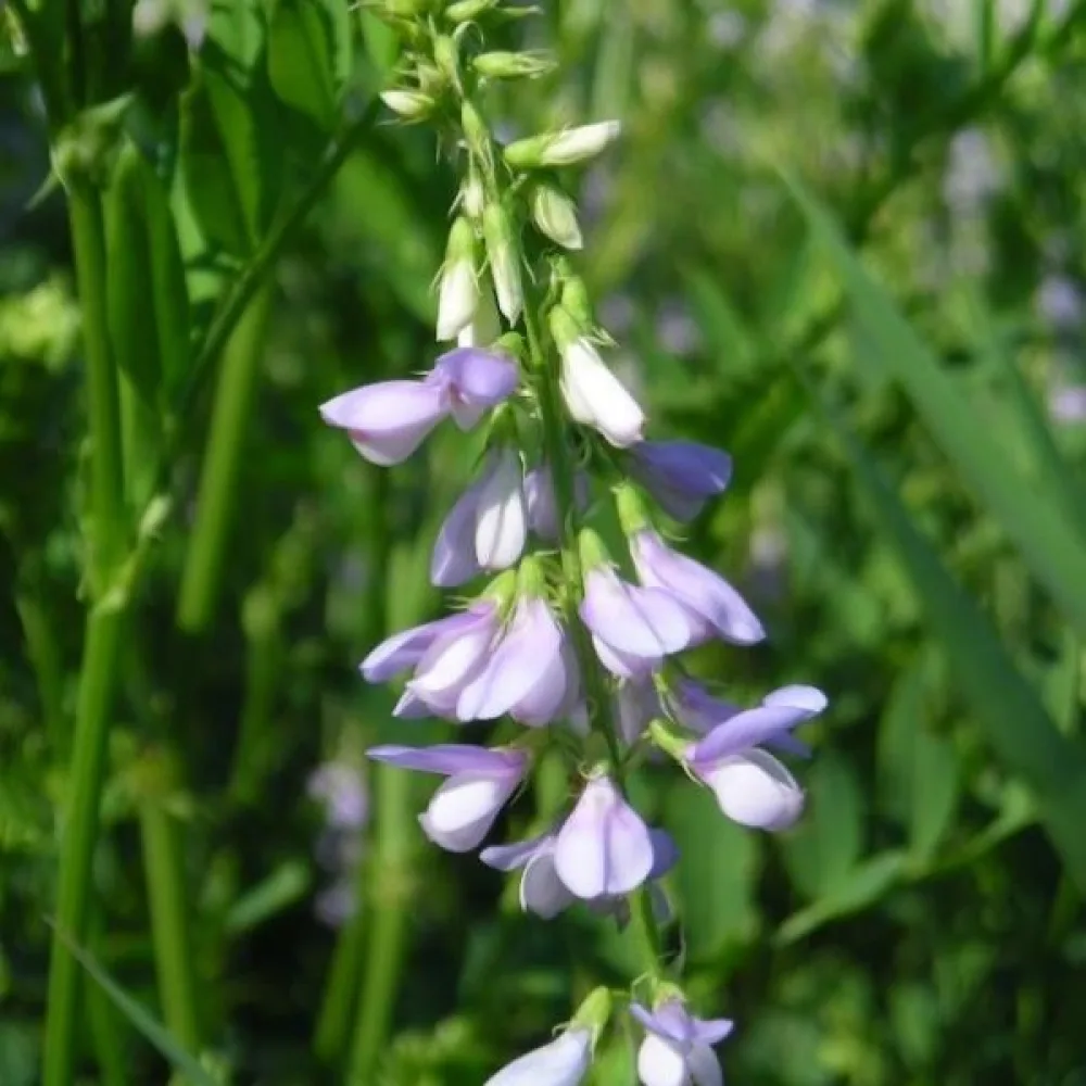 Vuohenherne