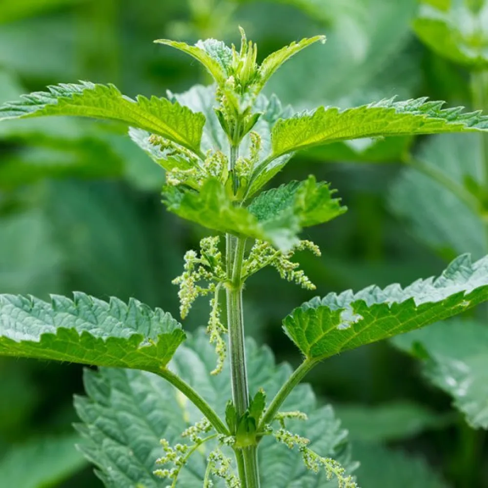 Nokkonen Urtica dioica