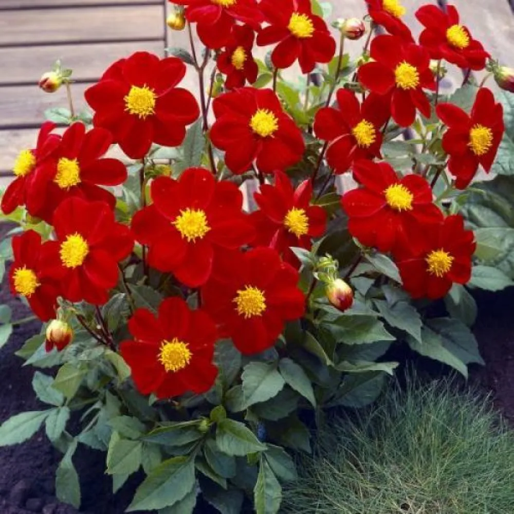 Matala daalia 'Mignon Red Shades'