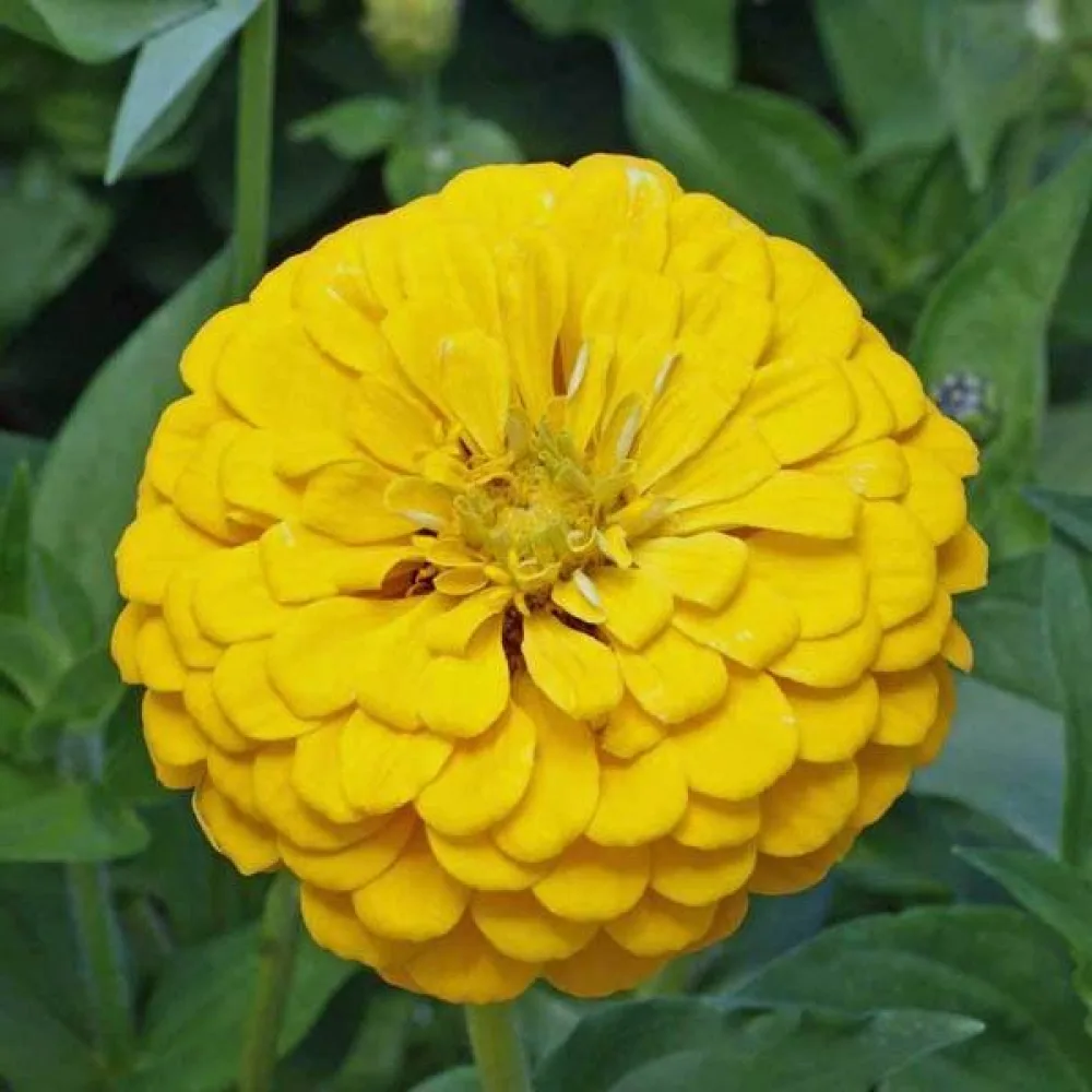 Tsinnia 'Canary Bird'