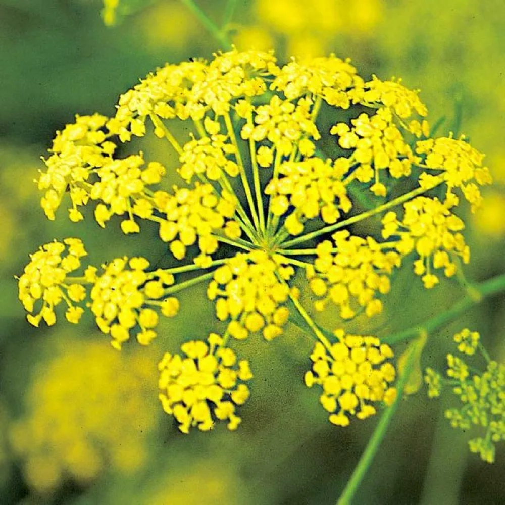 Tilli 'Vierling'