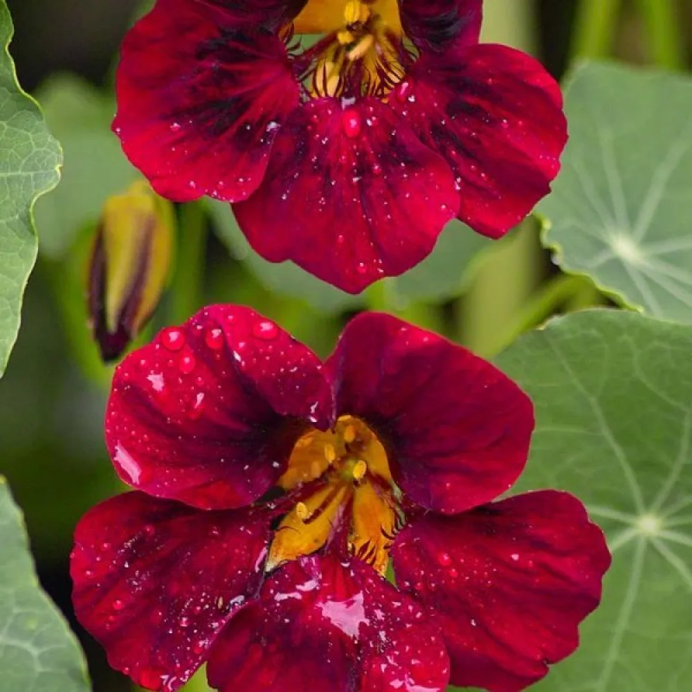 Köynnöskrassi 'Tip-Top Scarlet'