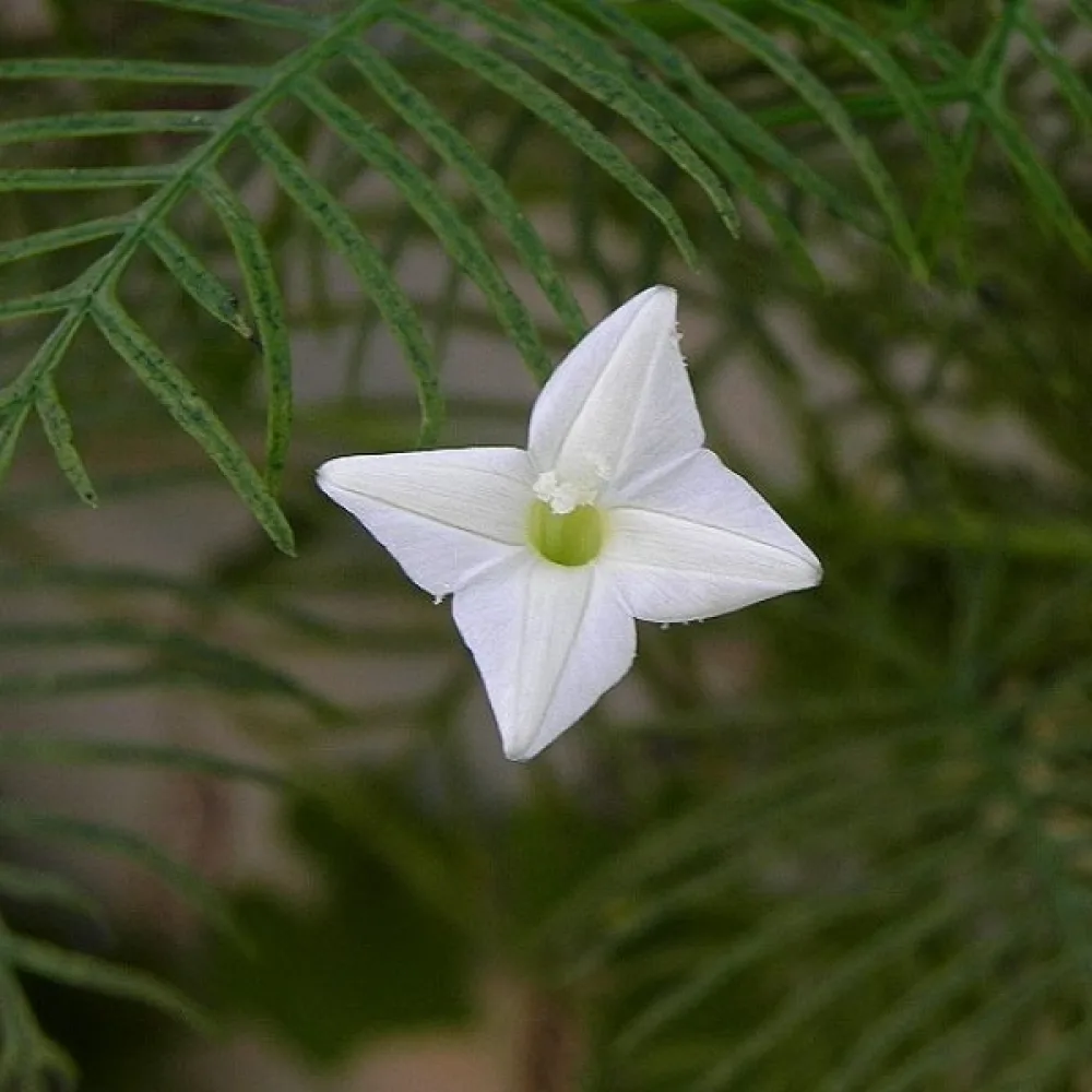 Sypressiköynnös Ipomoea pennata – valkoinen