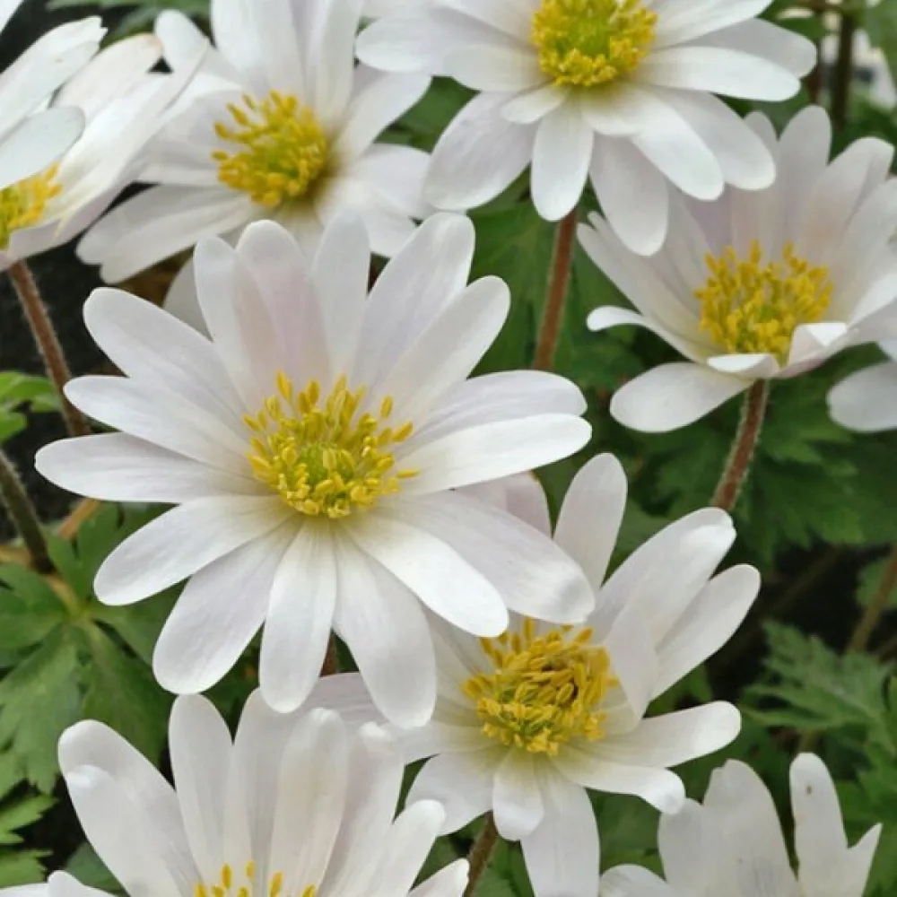 Vuokko 'White Splendor Blanda'