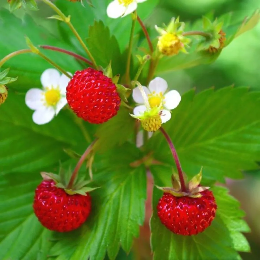 Ahomansikka 'Baron Solemacher'