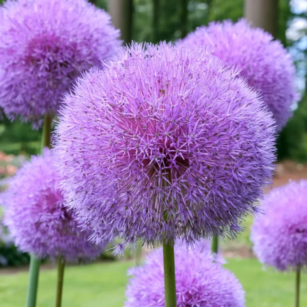 Koristelaukka 'Goliath Giganteum'