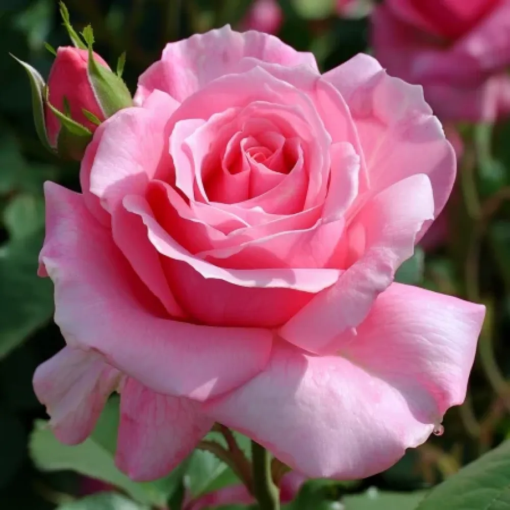 Ruusu 'Eternal Princess' – paljasjuurinen