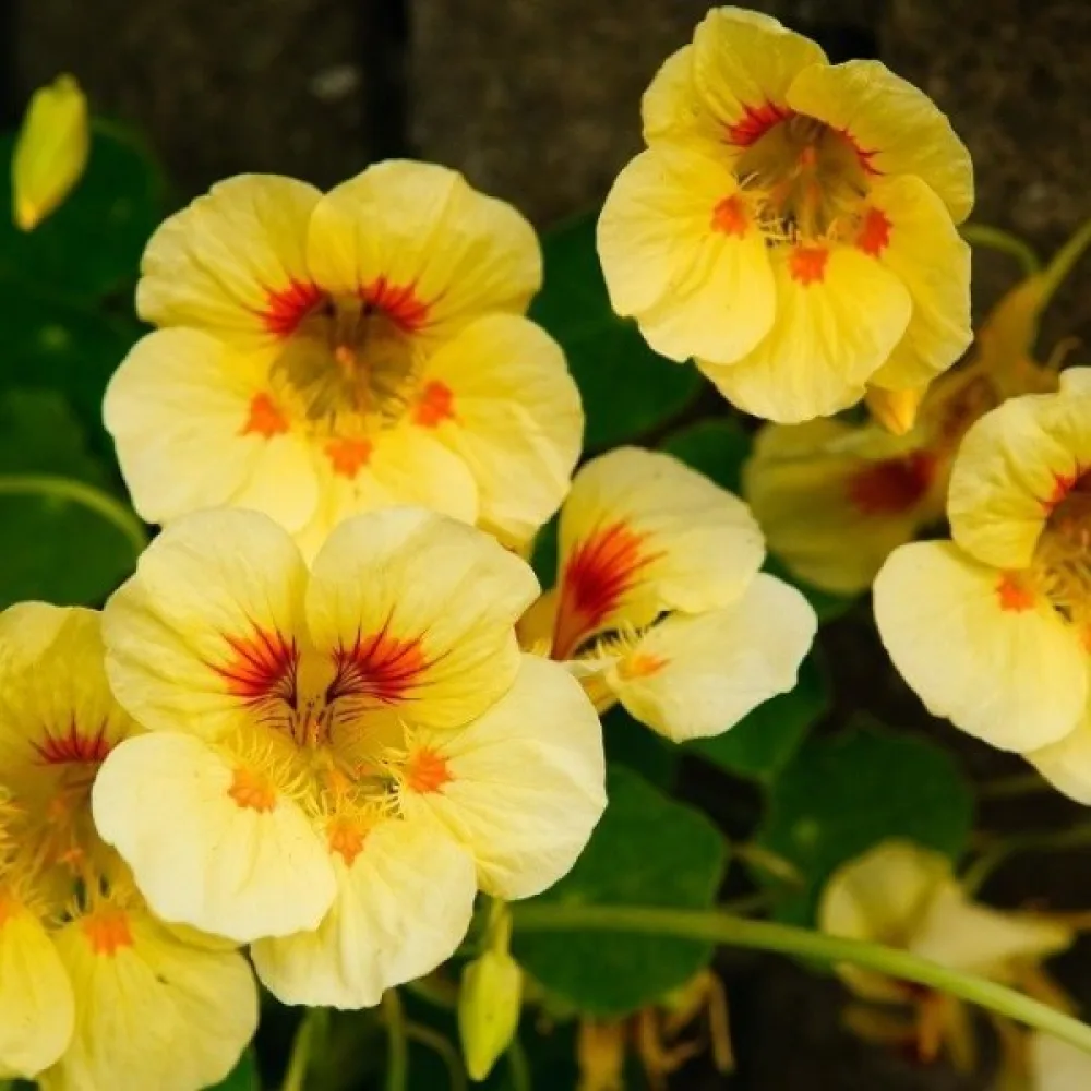 Köynnöskrassi 'Tip-Top Golden Yellow'