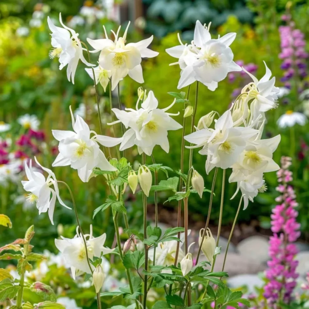 Akileija 'Crystal Star'