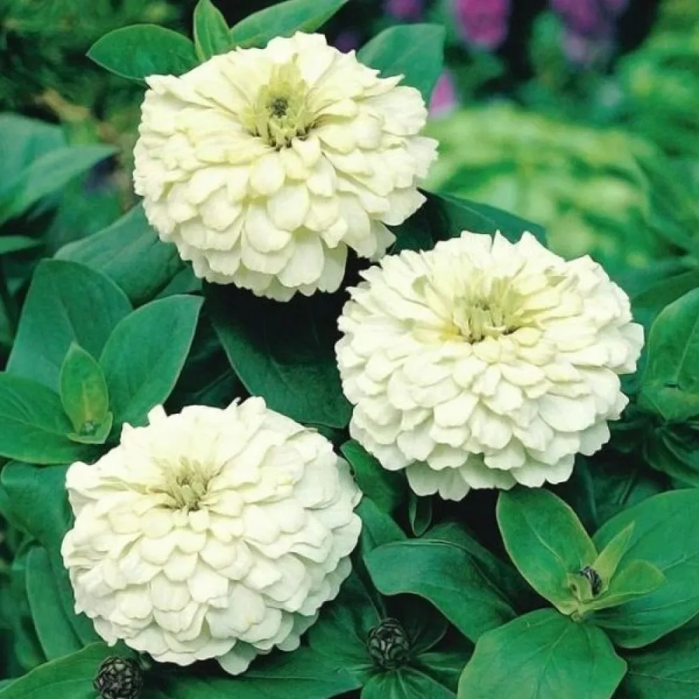 Tarhatsinnia 'Lilliput White Gem'