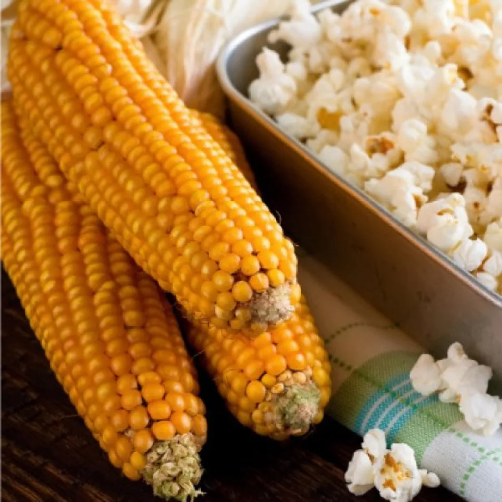 Popcornmaissi 'Nana'
