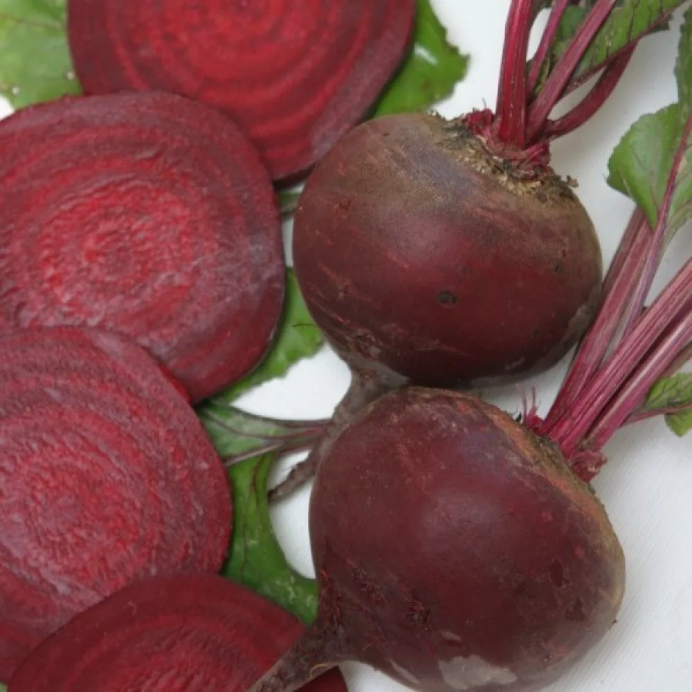 Punajuuri 'Bordo 237'