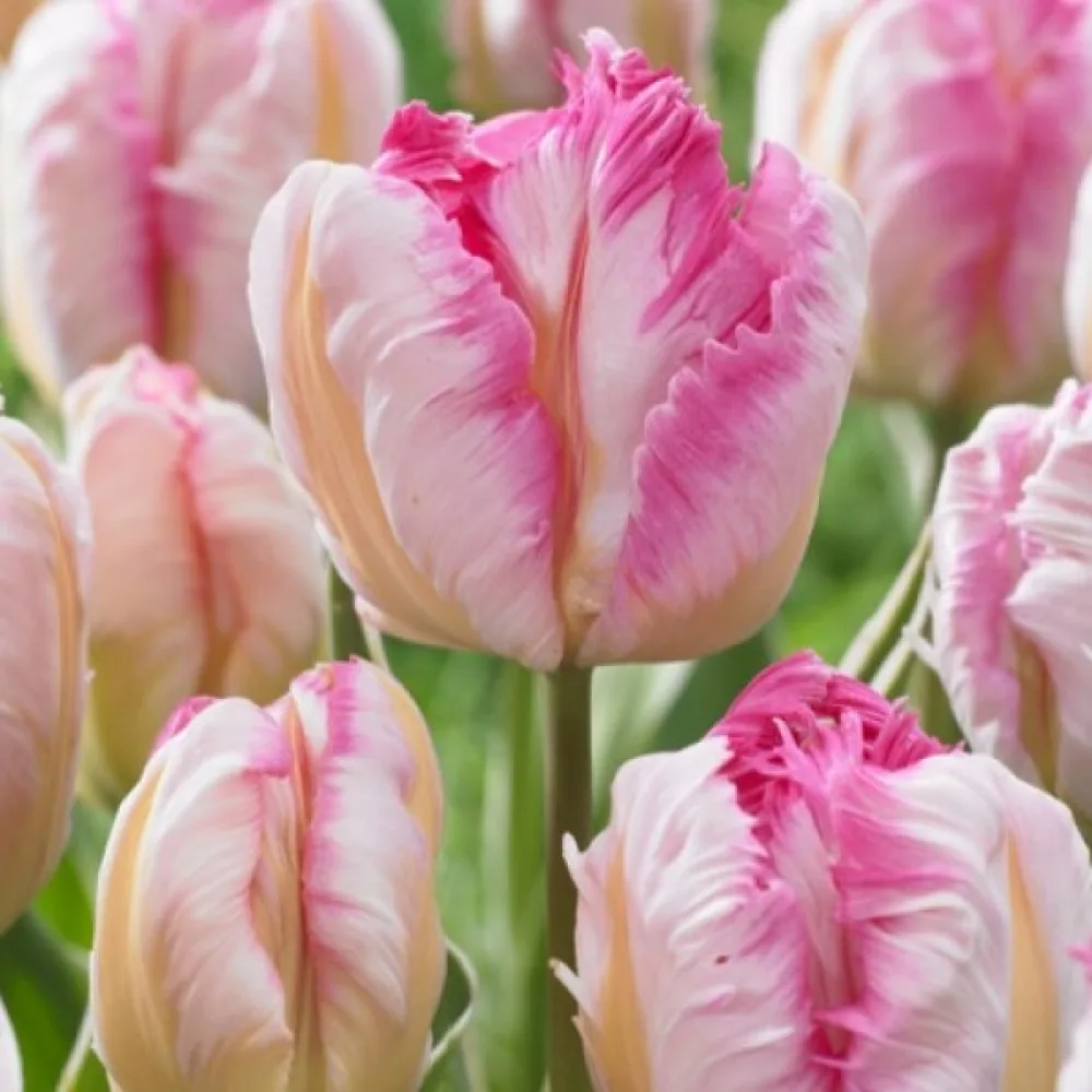 Tulppaani 'Silver Parrot'