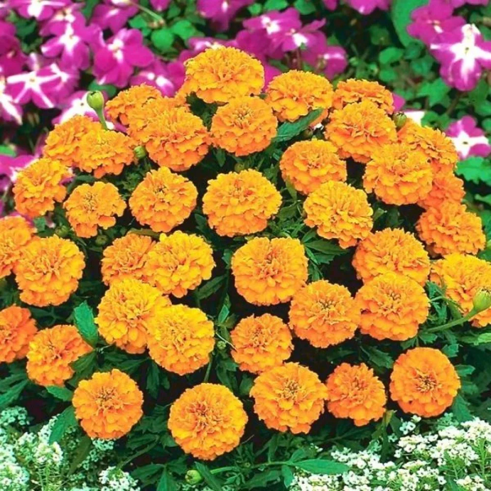 Ruusukesamettikukka 'Valencia'