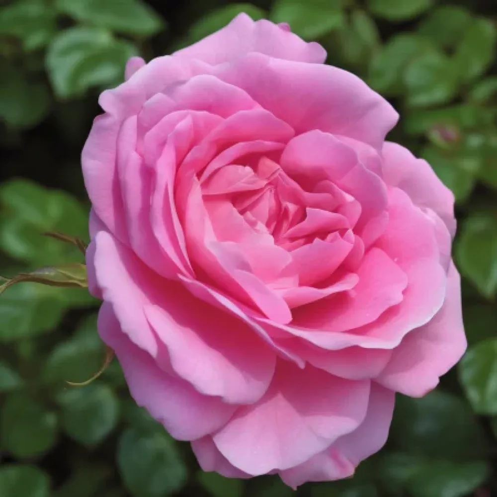 Ruusu 'Lavender Embrace' – paljasjuurinen