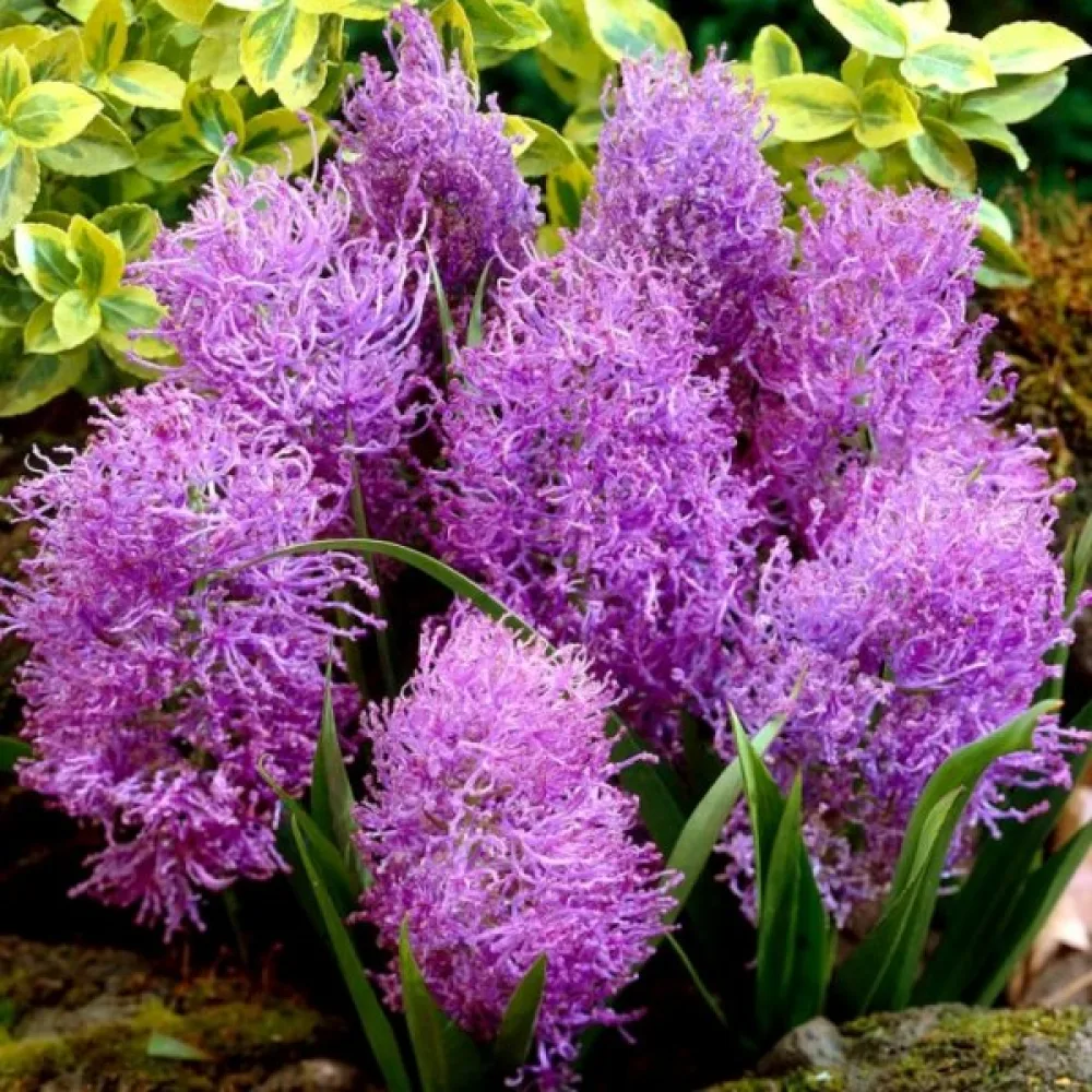 Helmililja 'Comosum Plumosum'