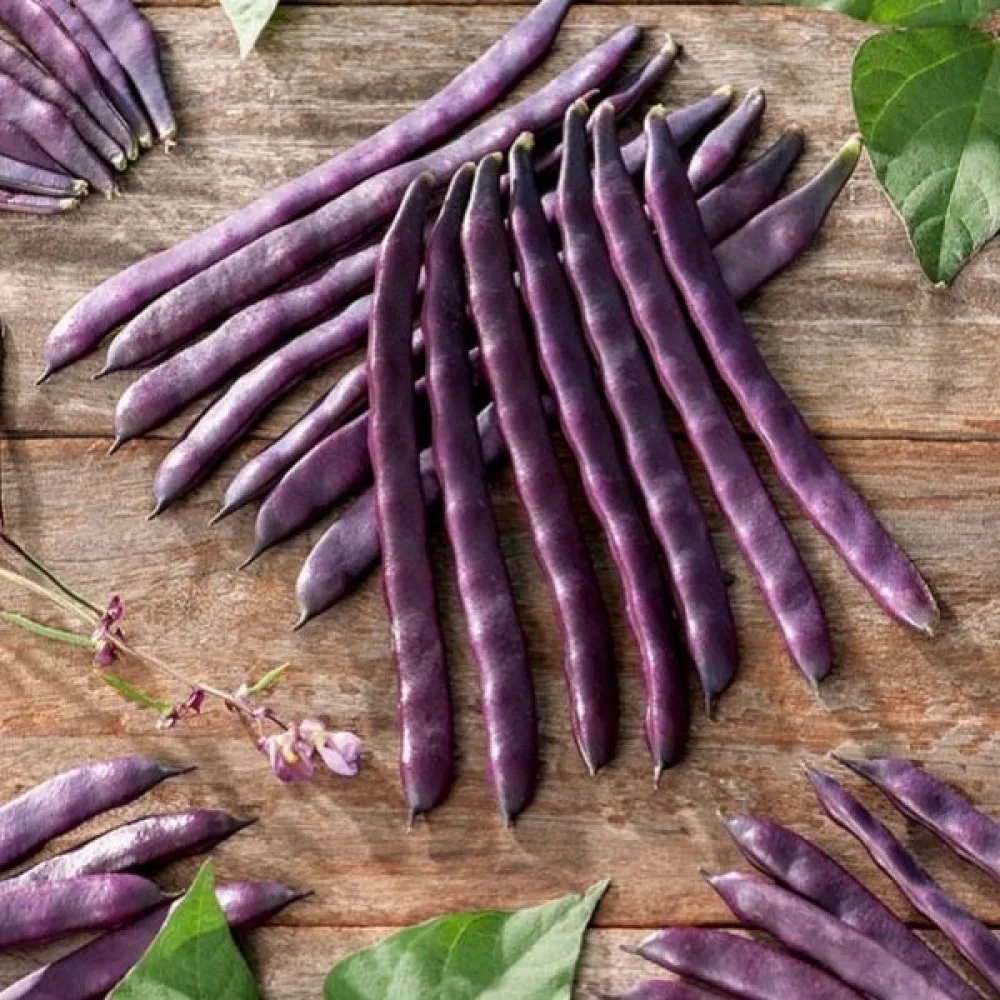 Salkopapu 'Blauhilde'