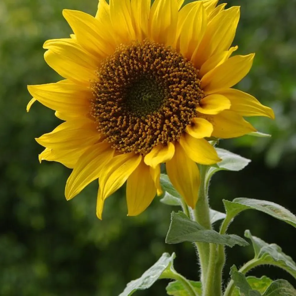 Auringonkukka 'Uniflorus Giganteus', valkoinen