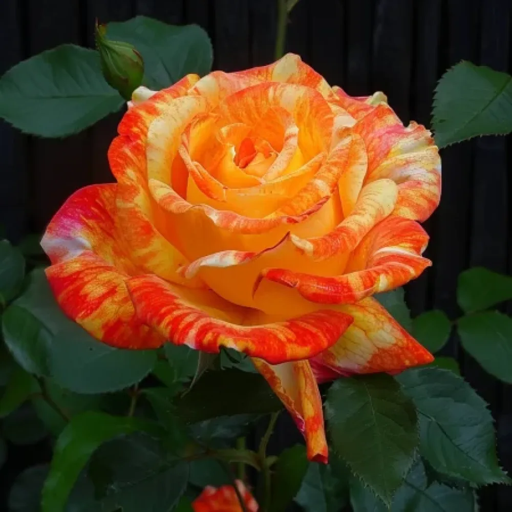 Ruusu 'Summer Memory' – paljasjuurinen