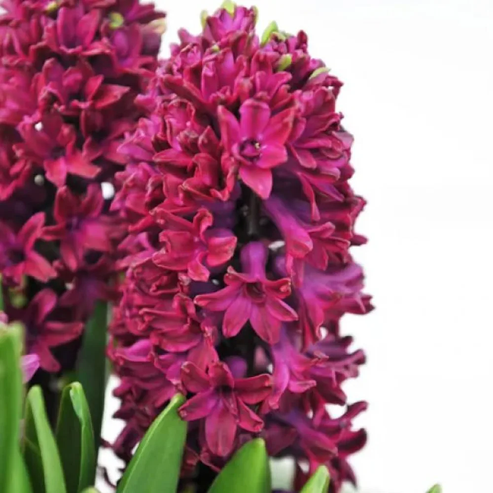 Hyasintti 'Woodstock'