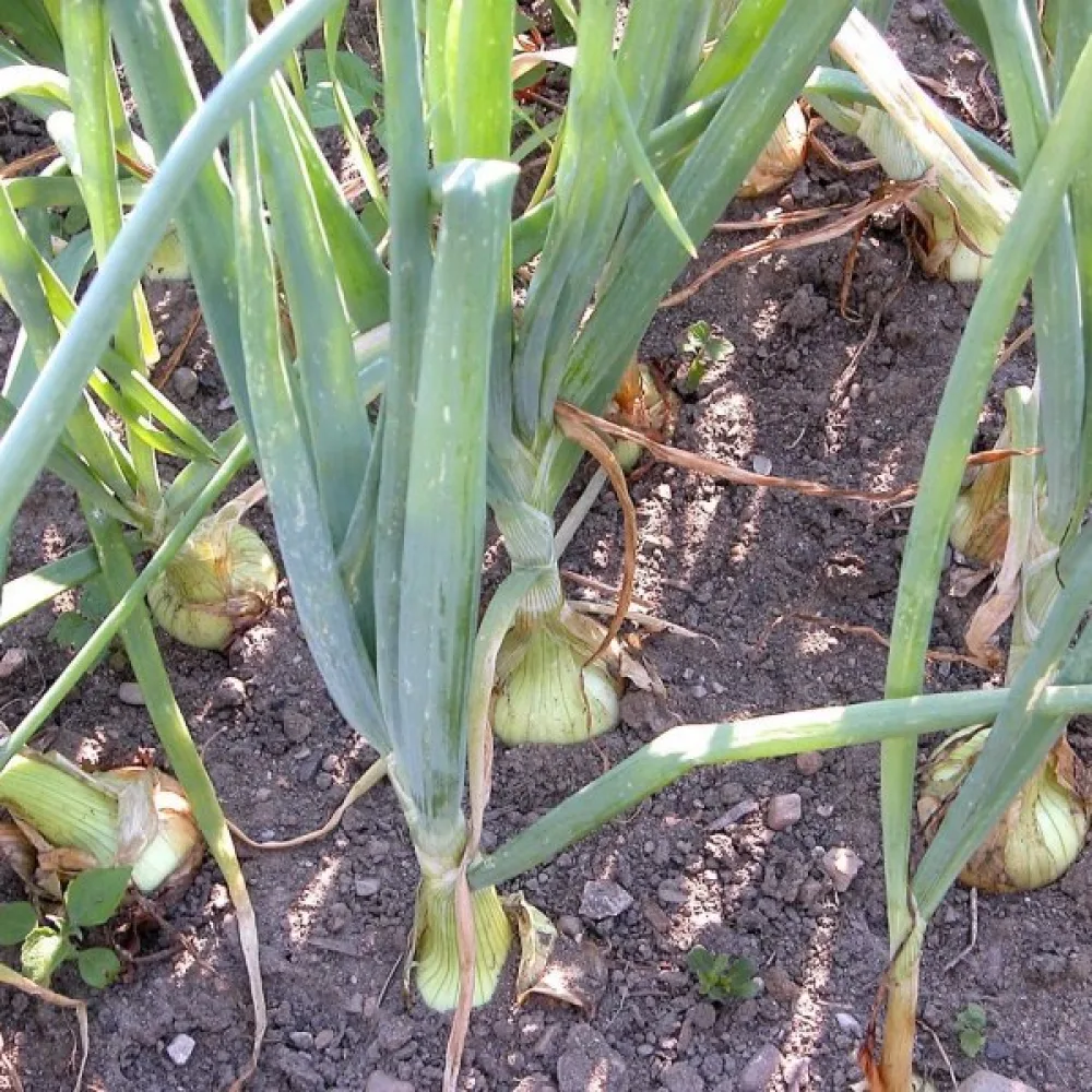 Ruokasipuli 'Sochaczewska'