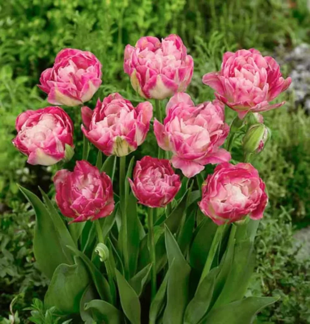 Tulppaani 'Double Sugar'