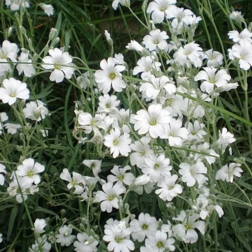 Hopeahärkki Cerastium tomentosum, valkoinen