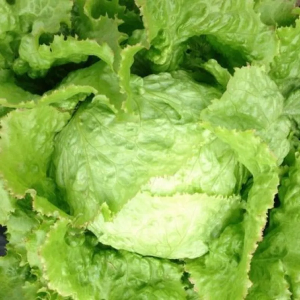 Jäävuorisalaatti 'Iceberg 2'