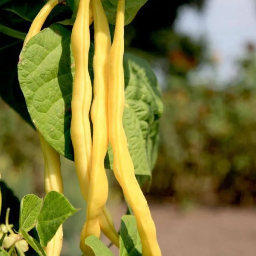 Salkopapu 'Neckargold'