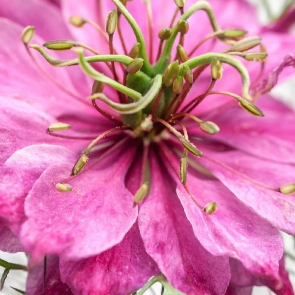 Neidonkukka 'Persian Rose'