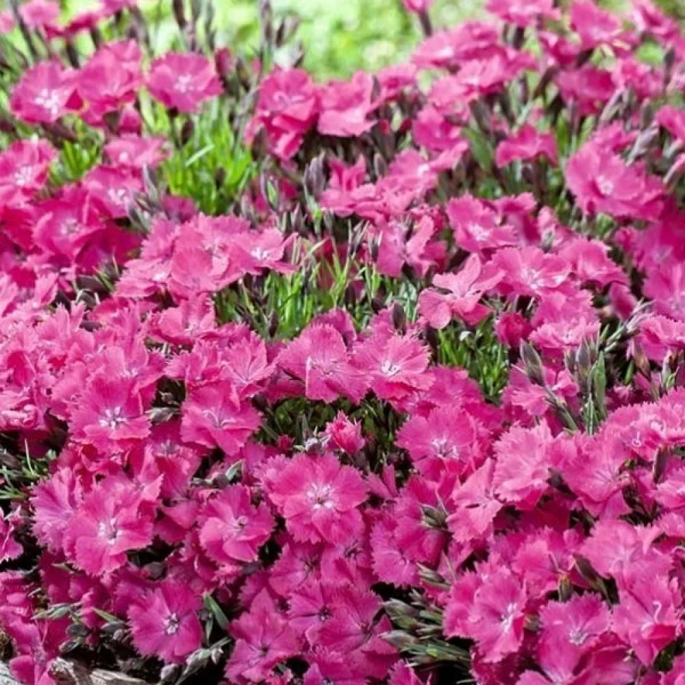 Neilikka Dianthus gratianopolitanus – vaaleanpunainen