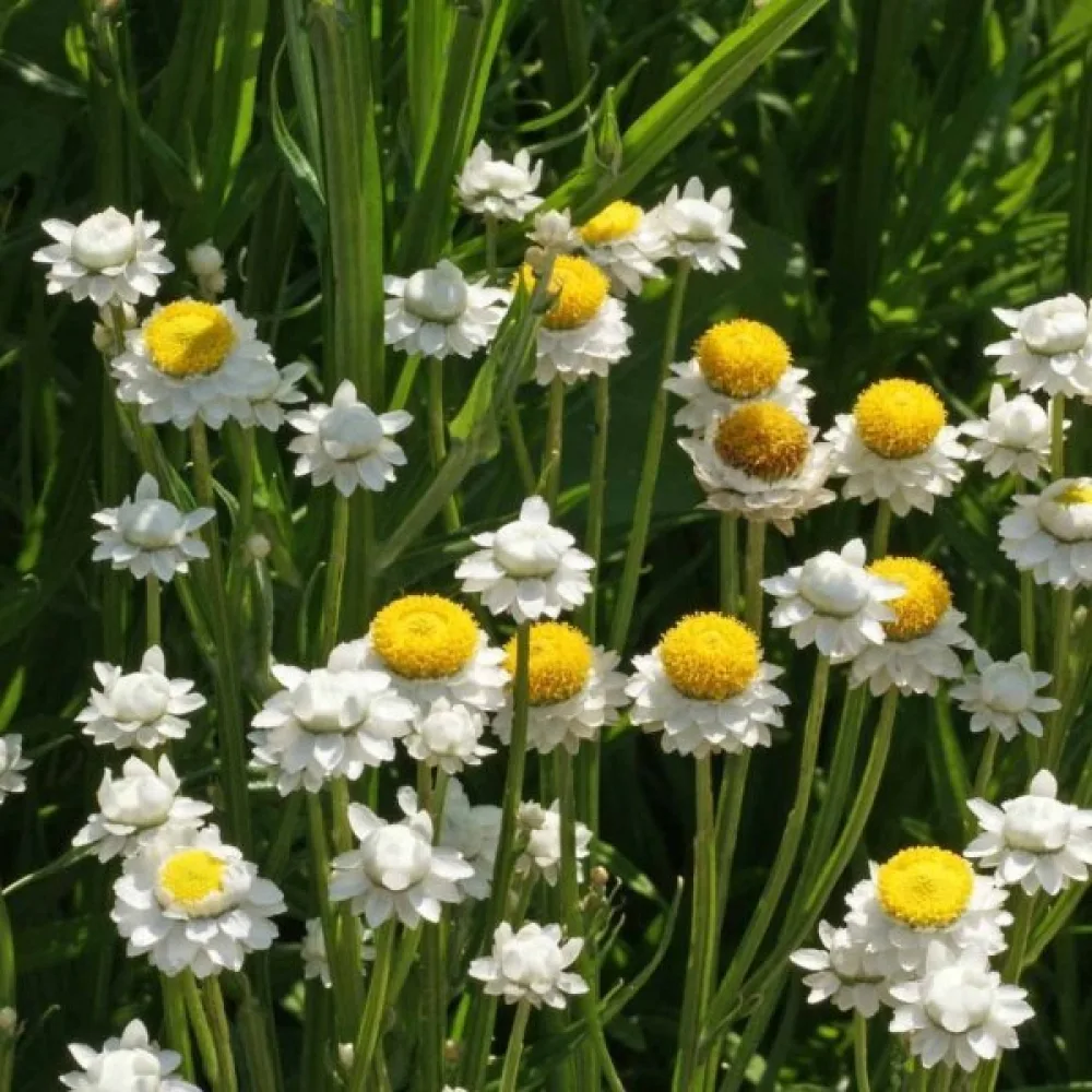 Ammobium, isokukkainen, valkoinen