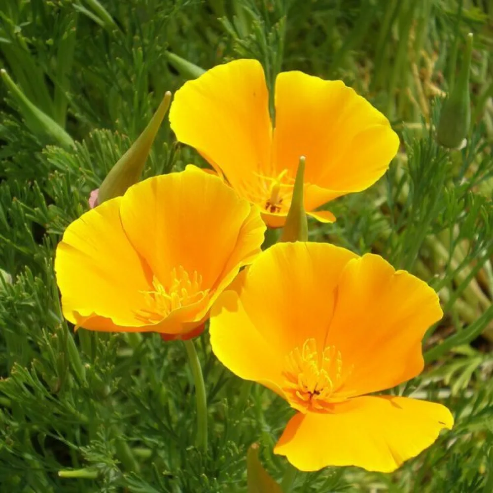 Kaliforniantunikko 'Golden West', kullankeltainen