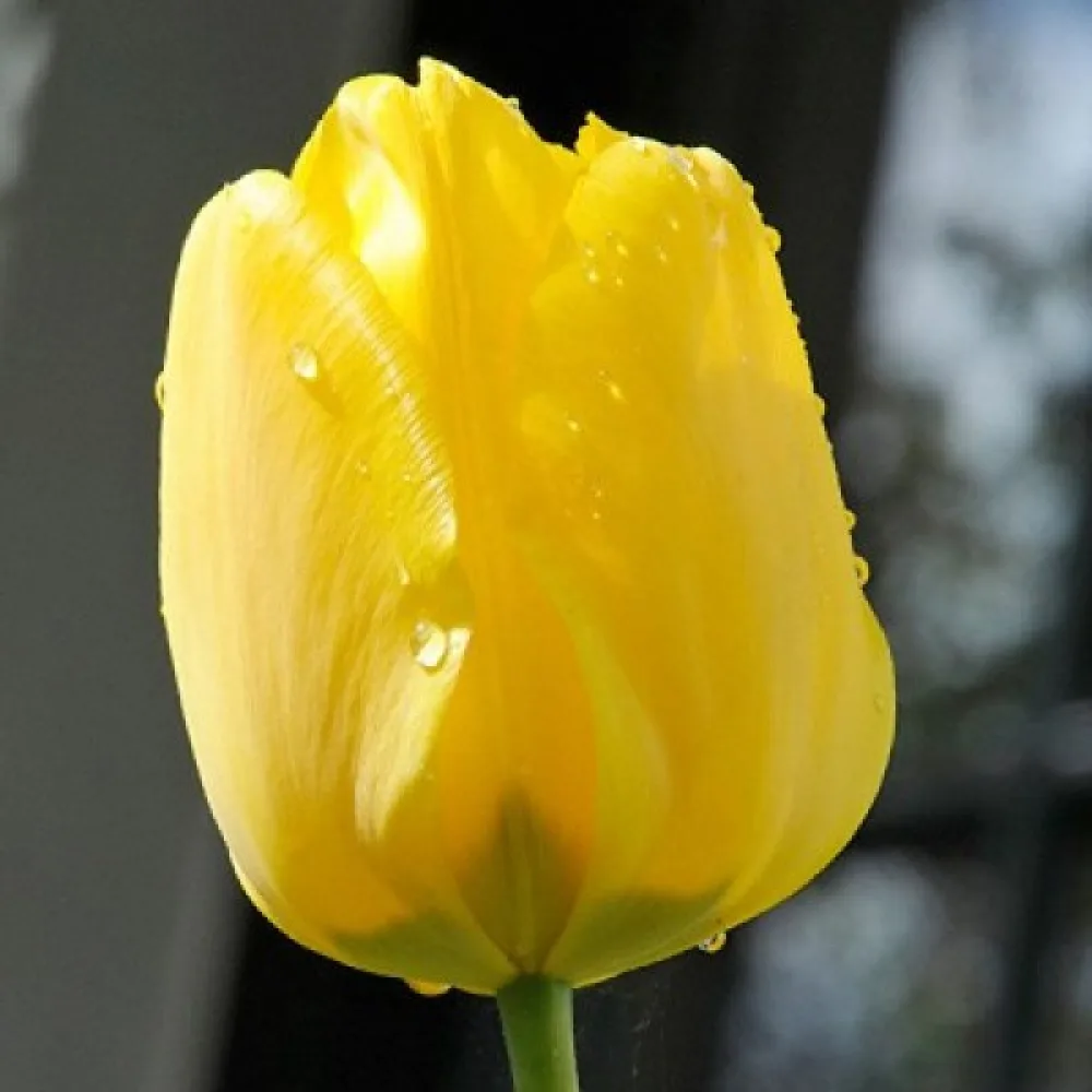 Tulppaani 'Jan van Nes'