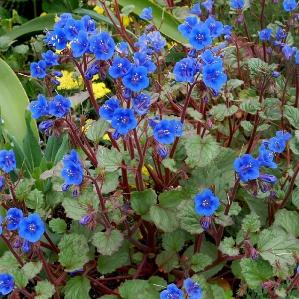 Hunajakukka Phacelia campanularia – sininen