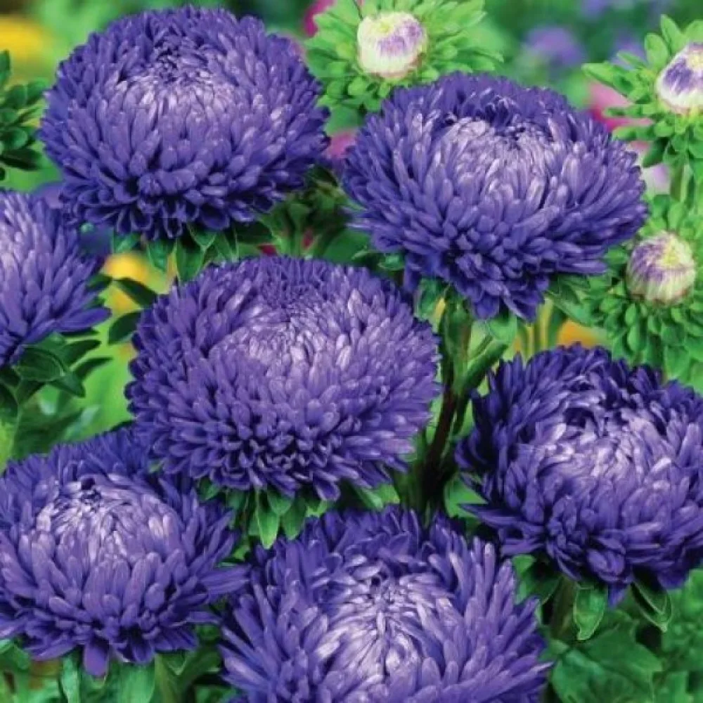Kesäasteri 'Apollonia' – violetti